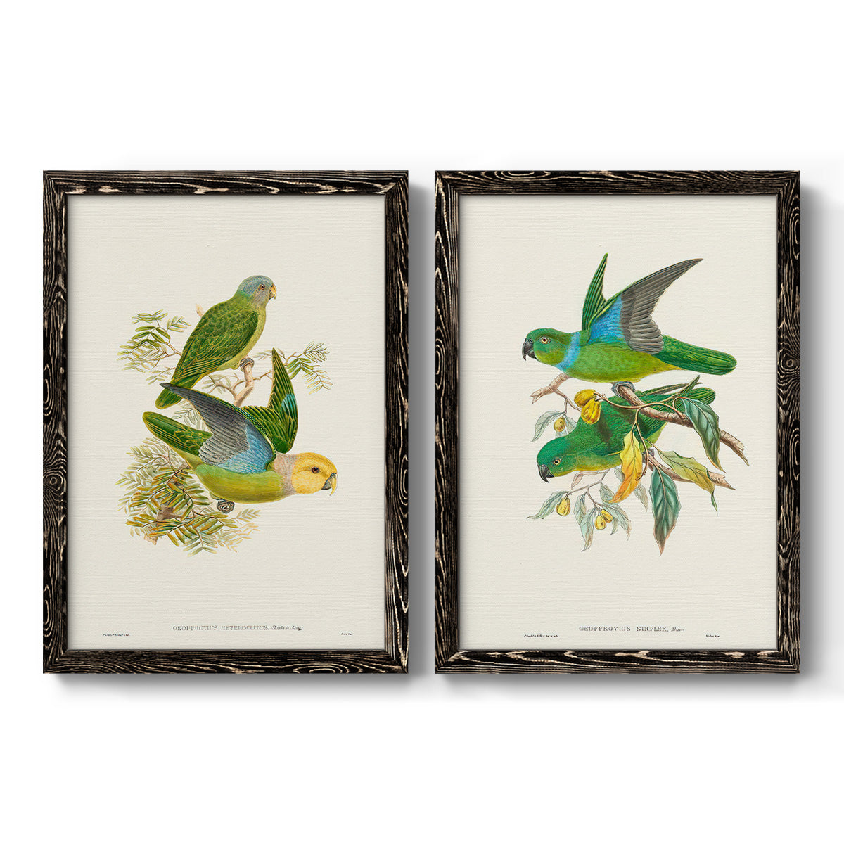 Lime & Cerulean Parrots I - Barnwood Framed Canvas Set