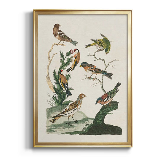 Antique Birds in Nature I - Modern Framed Canvas Print