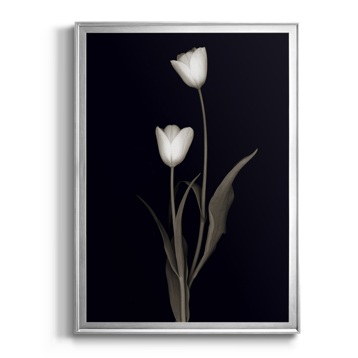 Tulip Pose II - Modern Framed Canvas Print