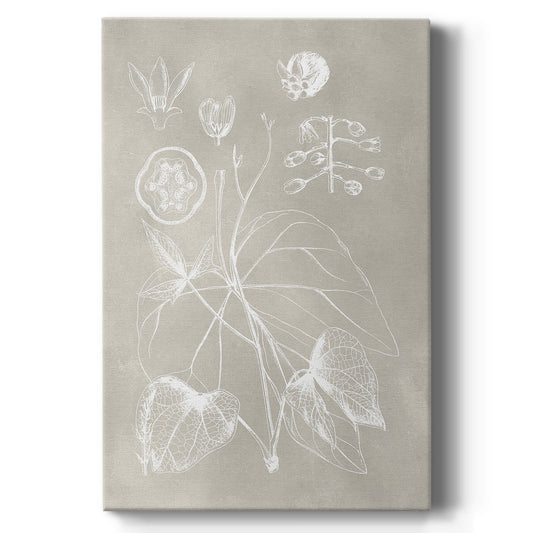 Botanical Schematic II - Canvas Art Print