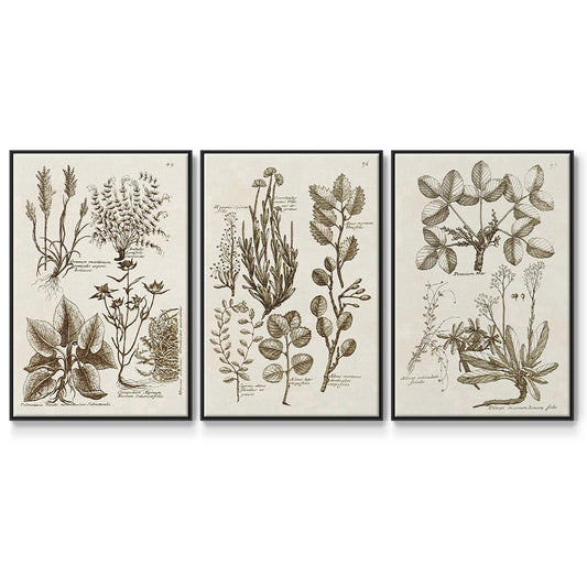 Sepia Botanical Journal VI - Floater Framed Canvas Set