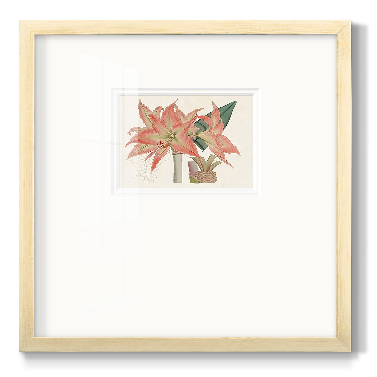 Amaryllis Varietals III - Double Matboard Framed Print