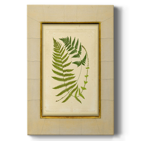 Fern with Crackle Mat (H) III - Canvas Art Print