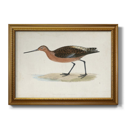 Morris Sandpipers II Premium Framed Canvas- Ready to Hang