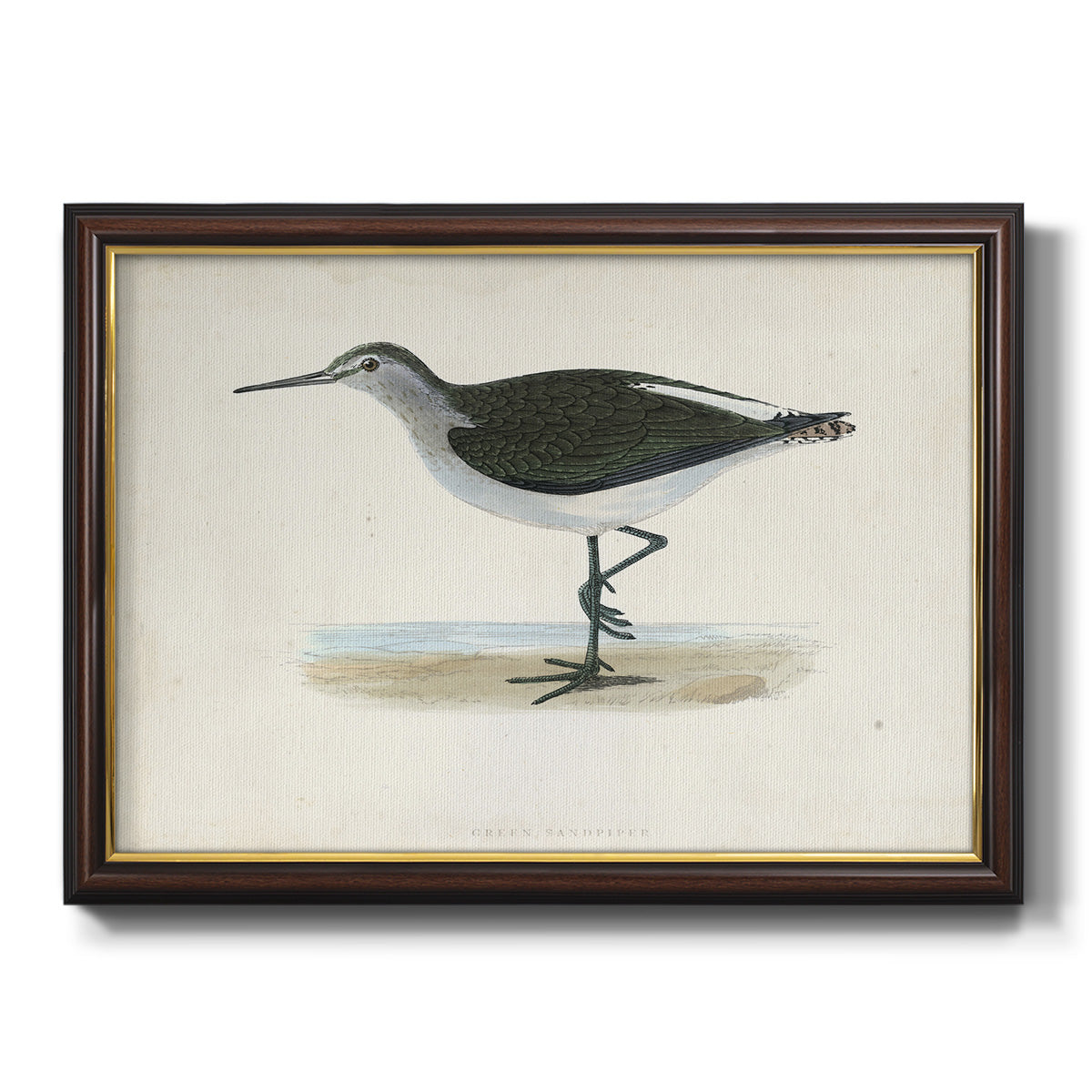 Morris Sandpipers VI Premium Framed Canvas- Ready to Hang