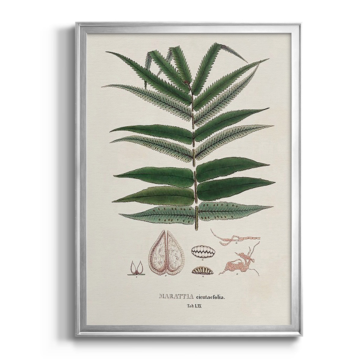 Botanical Society Ferns XII - Modern Framed Canvas Print