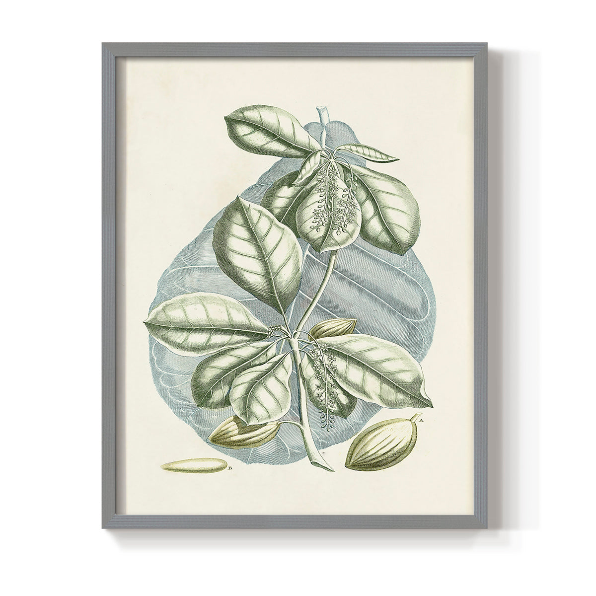 Buchoz Tropicals VI - Restickable Framed Art Print