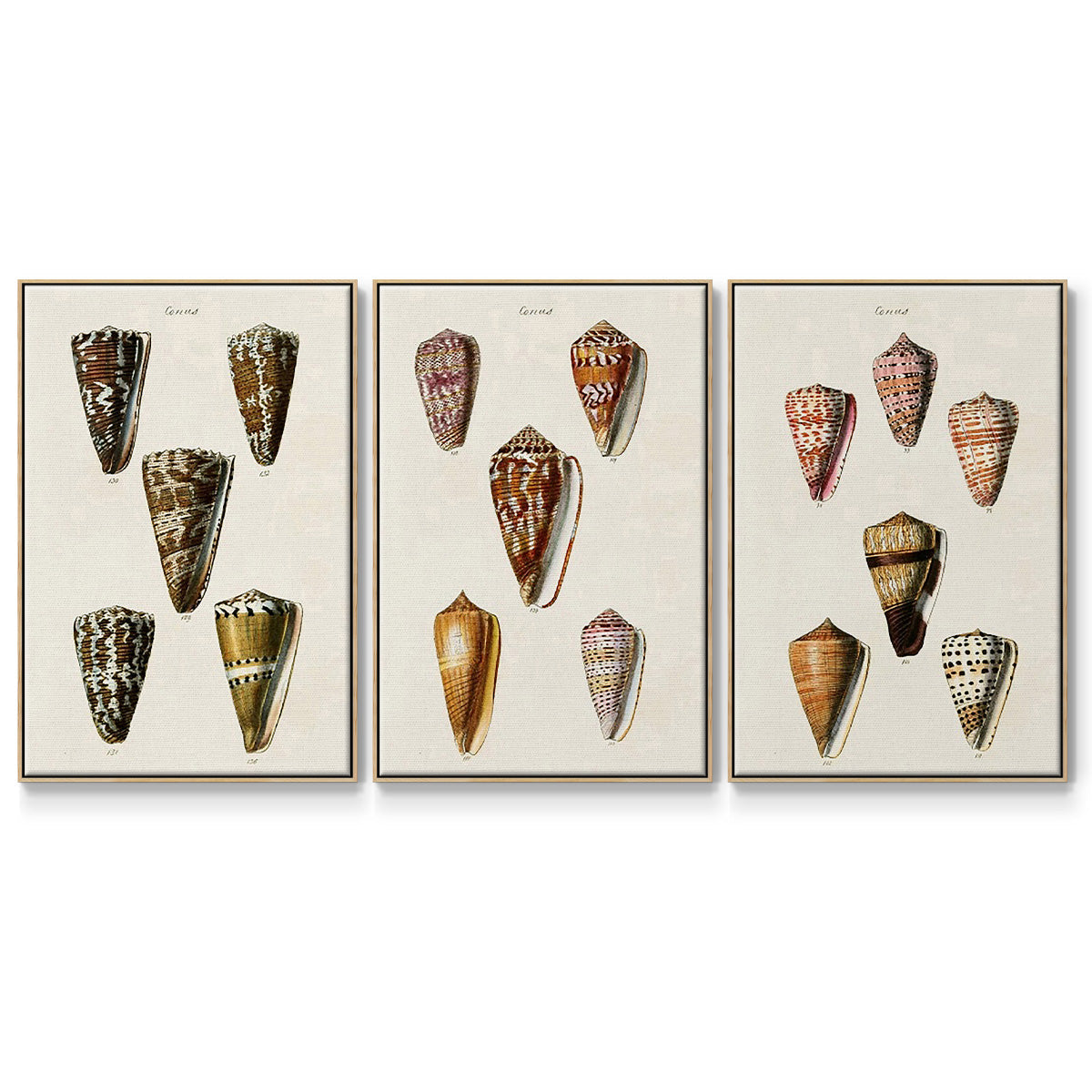 Cone Shell Collection IV - Floater Framed Canvas Set