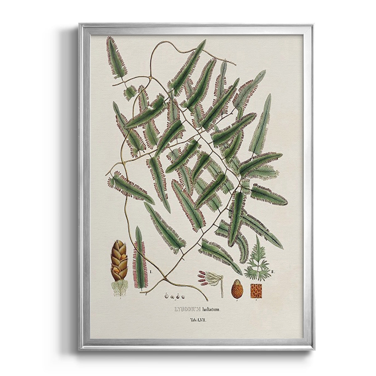 Botanical Society Ferns X - Modern Framed Canvas Print