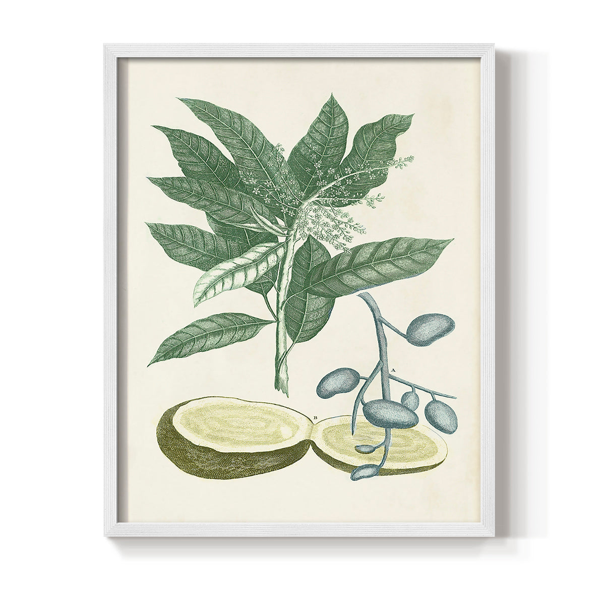 Buchoz Tropicals IV - Restickable Framed Art Print