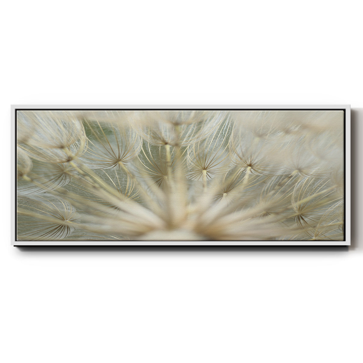 Macro Dandelion IV - Floater Framed Canvas Print