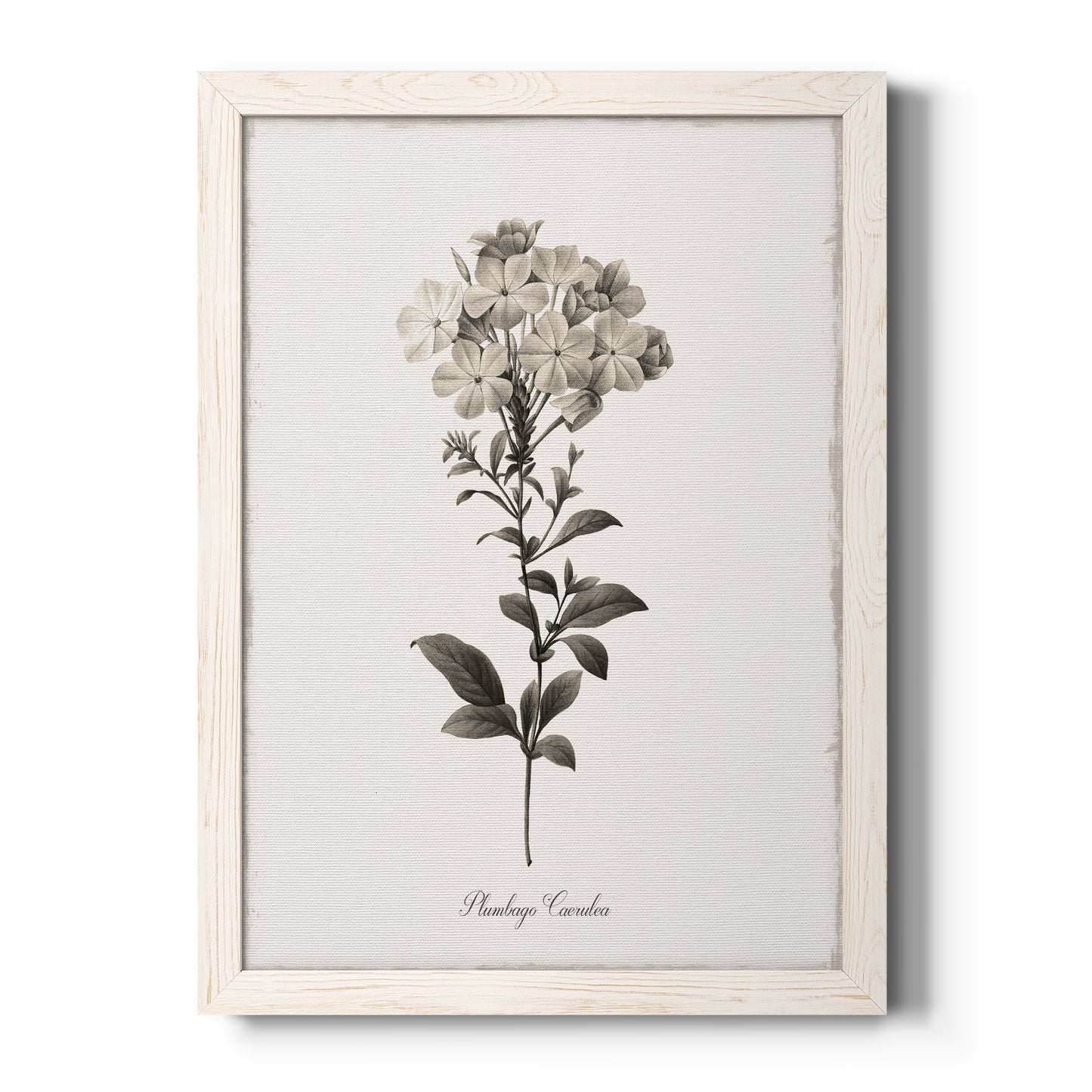 Sketchbook Leadwort - Barnwood Framed Canvas Print