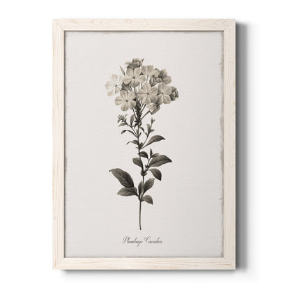 Sketchbook Leadwort - Barnwood Framed Canvas Print