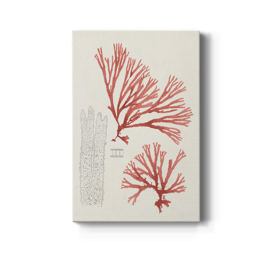 Vintage Coral Study I Premium Gallery Wrapped Canvas - Ready to Hang