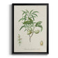 Antique Almond Botanical II - Modern Framed Canvas Print