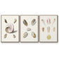 Pastel Knorr Shells I - Floater Framed Canvas Set