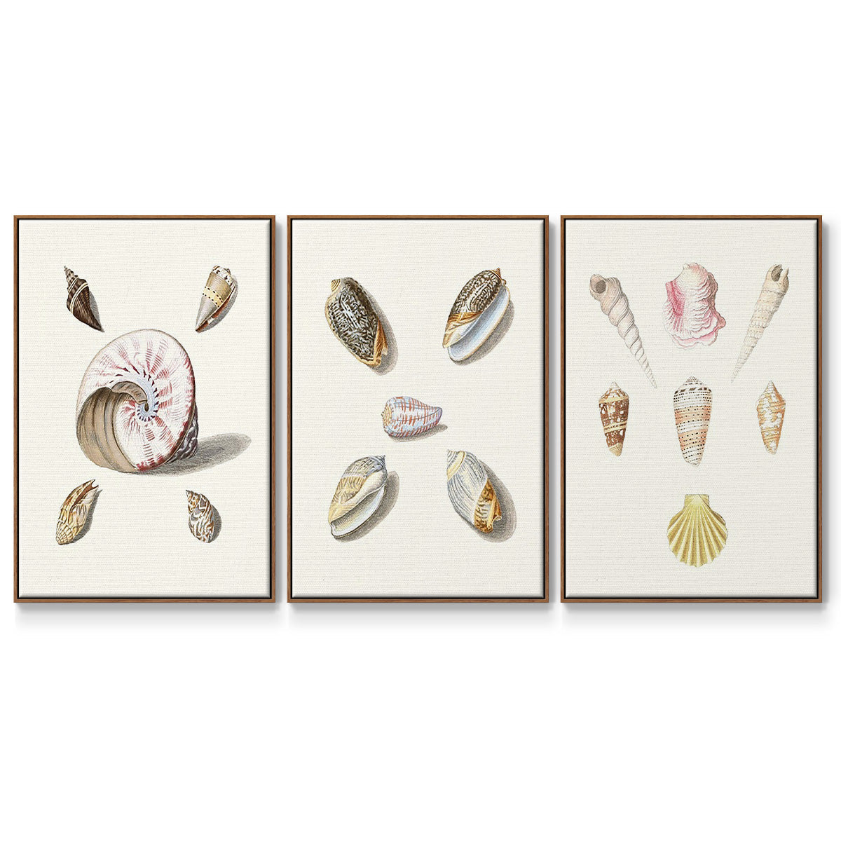 Pastel Knorr Shells I - Framed Premium Gallery Wrapped Canvas L Frame 3 Piece Set - Ready to Hang