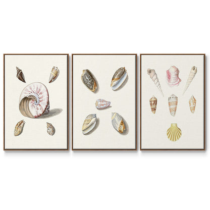 Pastel Knorr Shells I - Framed Premium Gallery Wrapped Canvas L Frame 3 Piece Set - Ready to Hang