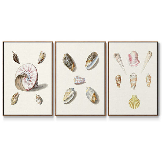 Pastel Knorr Shells I - Floater Framed Canvas Set