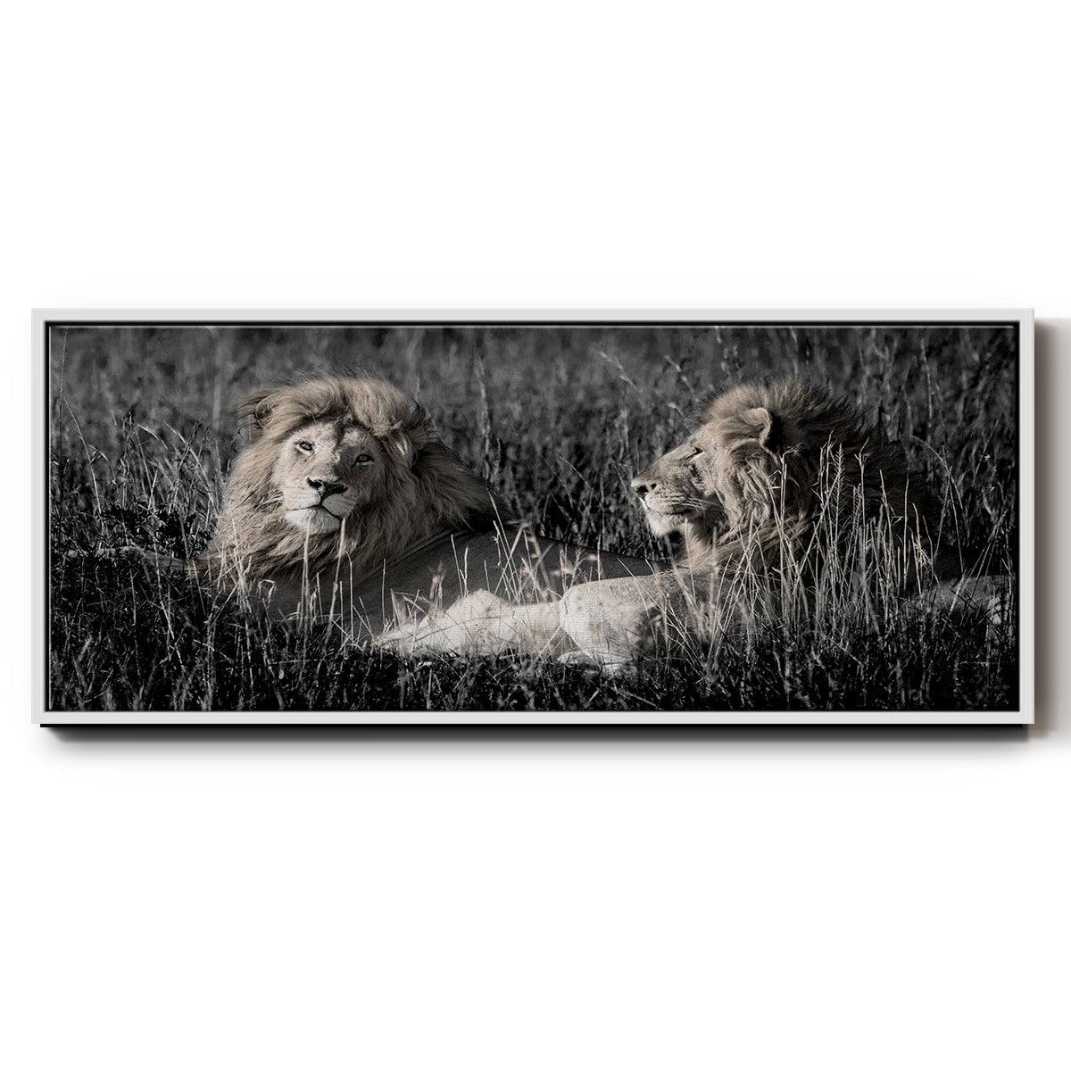 Mara Lions - Floater Framed Canvas Print