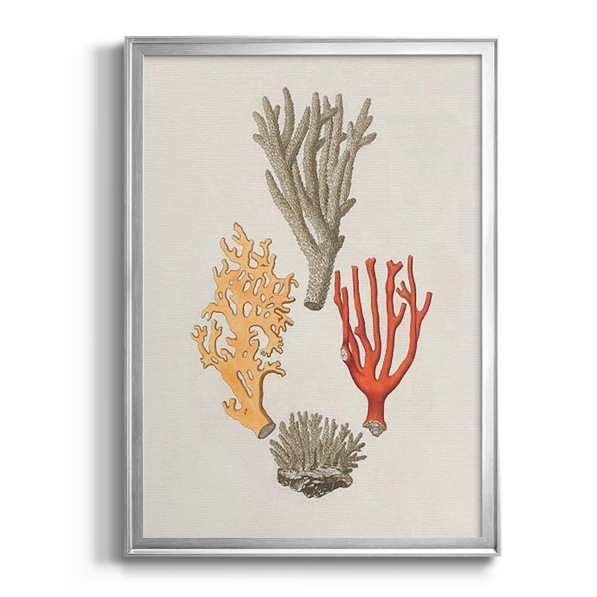 Knorr Shells & Coral IV - Modern Framed Canvas Print