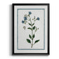 Shabby Chic Botanical II - Modern Framed Canvas Print