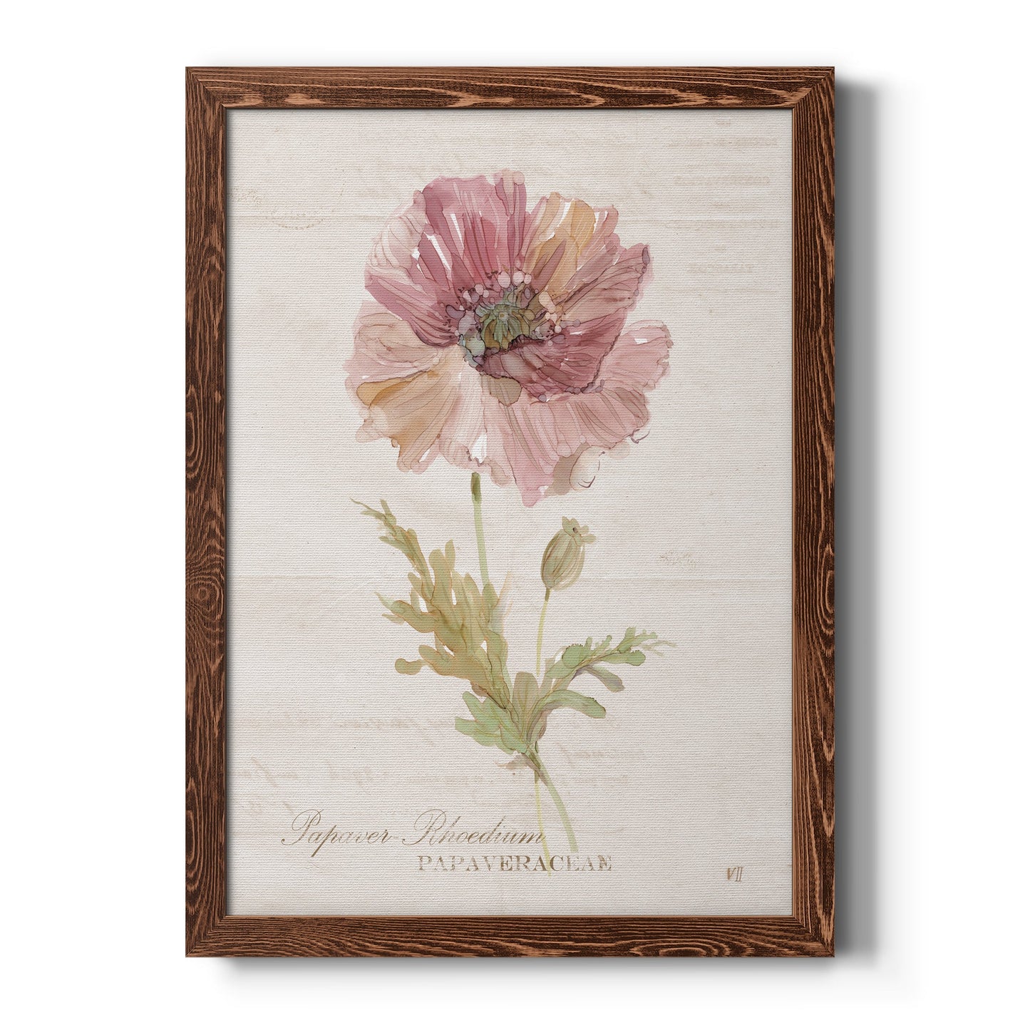 Soft Poppy - Barnwood Framed Canvas Print