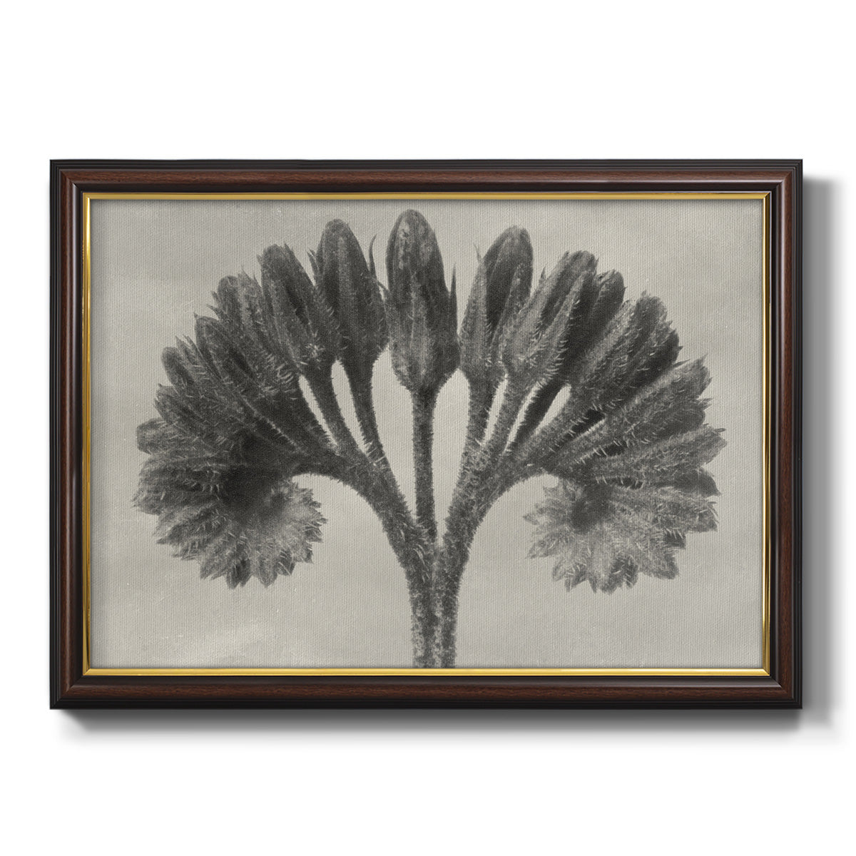 Vintage botanical plant study photograph by Karl Blossfeldt printed on canvas in an ornate mahogany wood frame with gold liner.