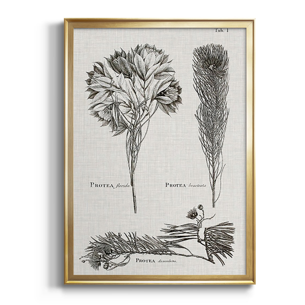 Black & White Protea on Linen I - Modern Framed Canvas Print