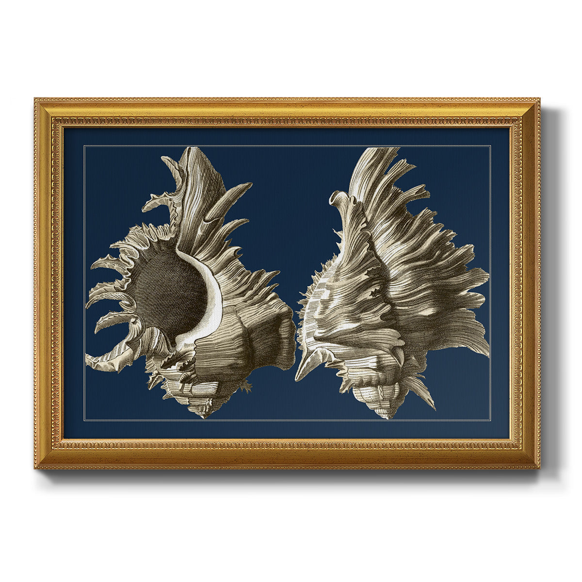 Conch Shells on Navy II Premium Framed Canvas- Ready to Hang