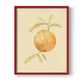 Dappled Oranges III - Restickable Framed Art Print