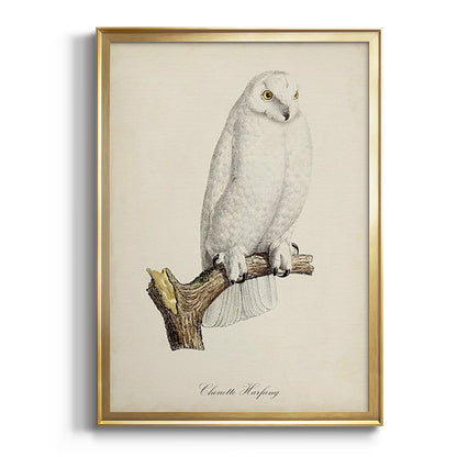 French Owls IV - Modern Framed Canvas Print