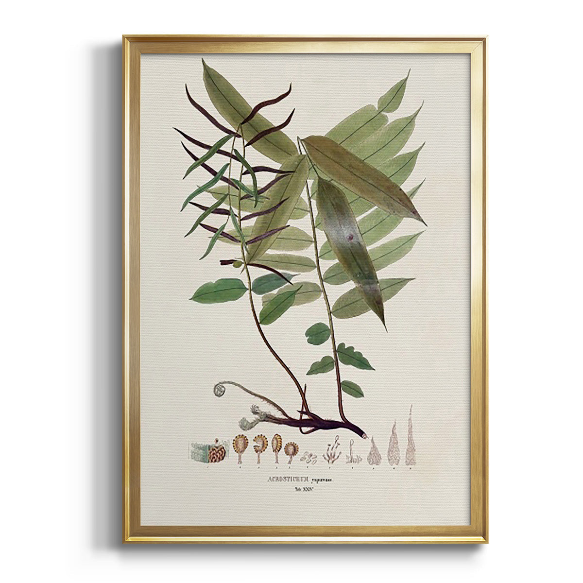 Botanical Society Ferns VI - Modern Framed Canvas Print