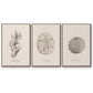 Shore Treasure Study I - Framed Premium Gallery Wrapped Canvas L Frame 3 Piece Set - Ready to Hang