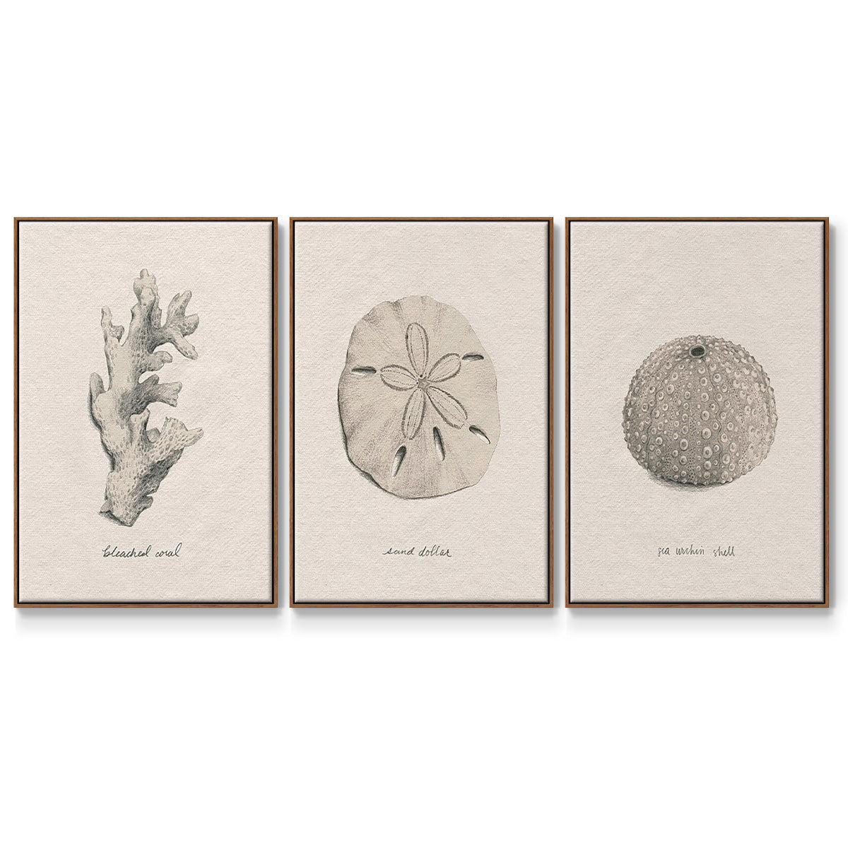 Shore Treasure Study I - Framed Premium Gallery Wrapped Canvas L Frame 3 Piece Set - Ready to Hang