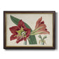 Amaryllis Splendor I Premium Framed Canvas- Ready to Hang