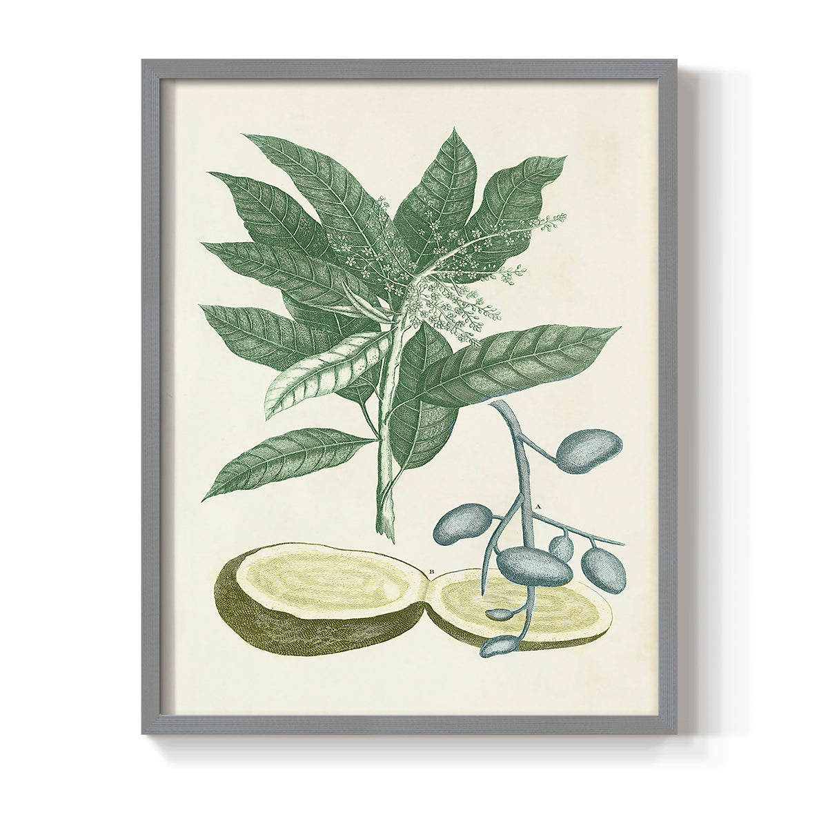 Buchoz Tropicals IV - Restickable Framed Art Print