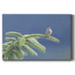 Evergreen Perch Premium Gallery Wrapped Canvas - Ready to Hang