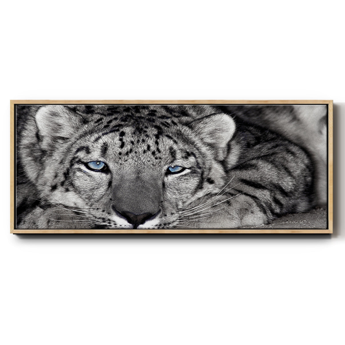 Snow Leopard Sanctuary - Floater Framed Canvas Print