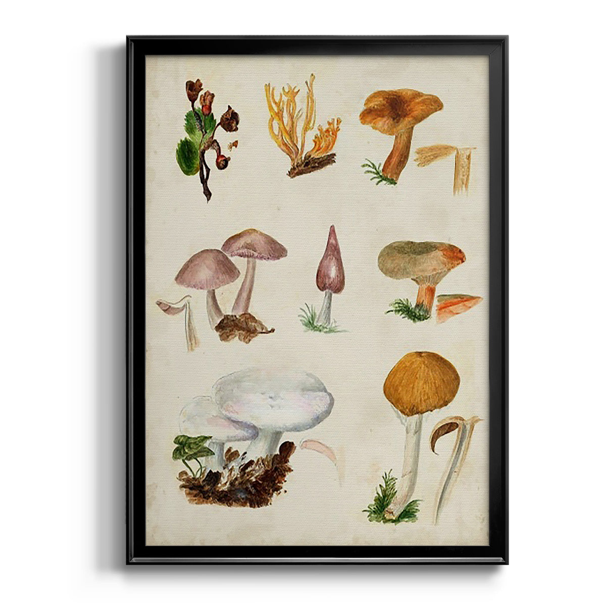 Mushroom Species VI - Modern Framed Canvas Print