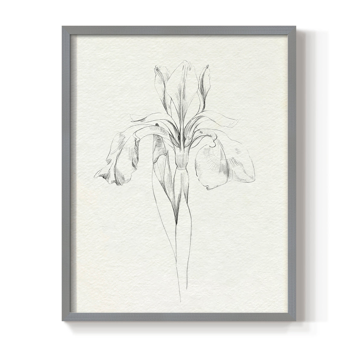 Neutral Iris Sketch I - Restickable Framed Art Print