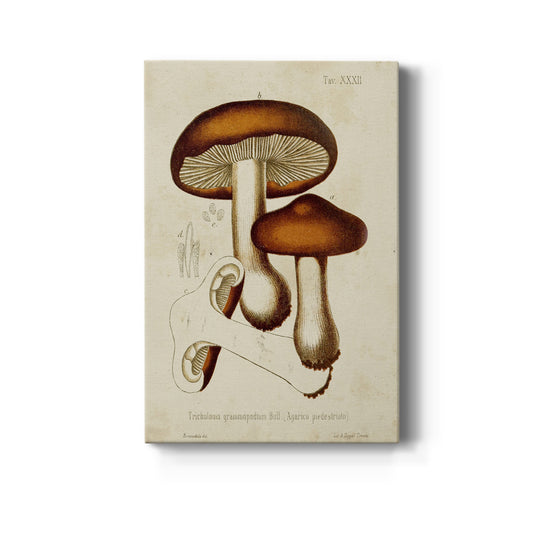 Mushroom Varieties VI Premium Gallery Wrapped Canvas - Ready to Hang