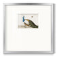Standing Peacock - Double Matboard Framed Print