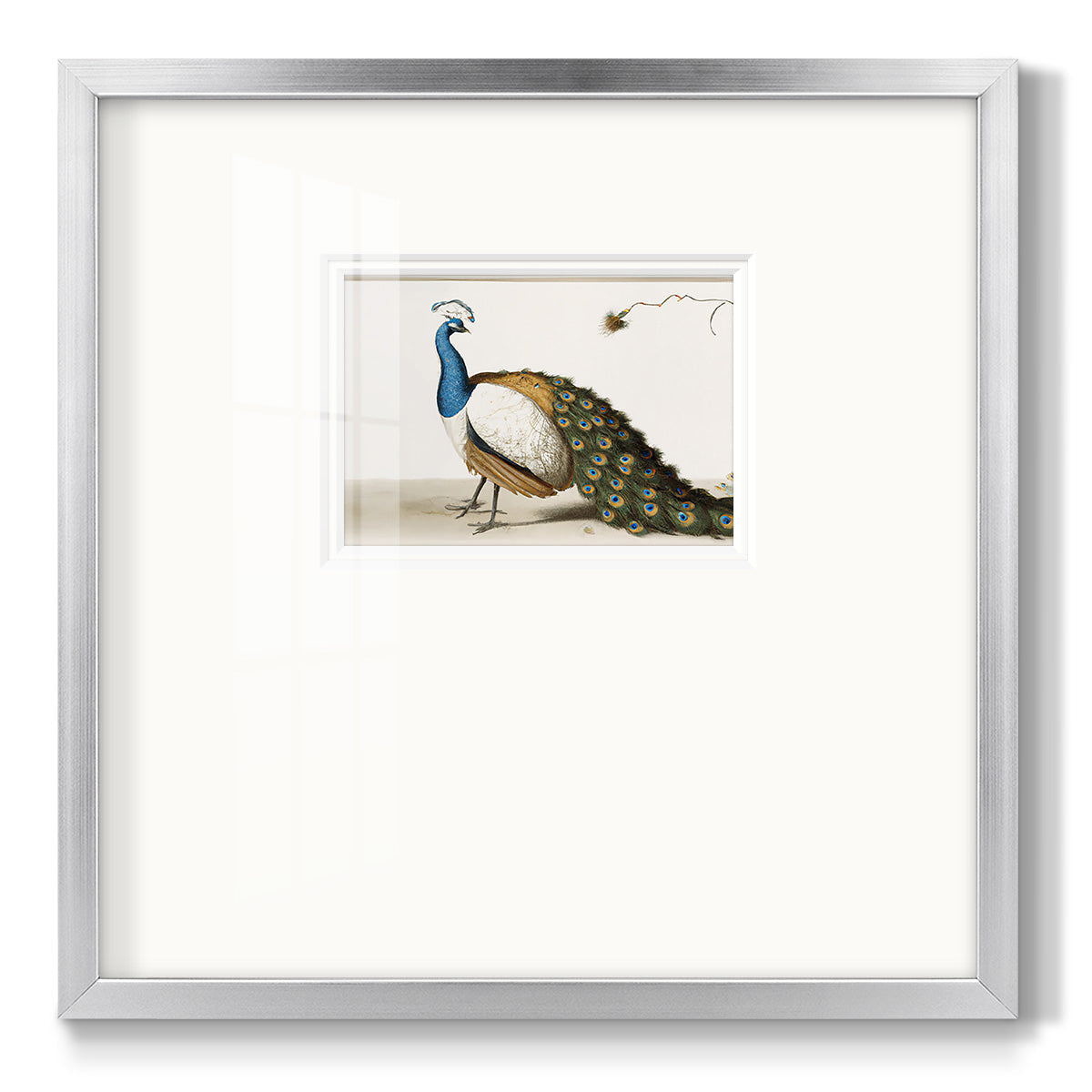 Standing Peacock - Double Matboard Framed Print