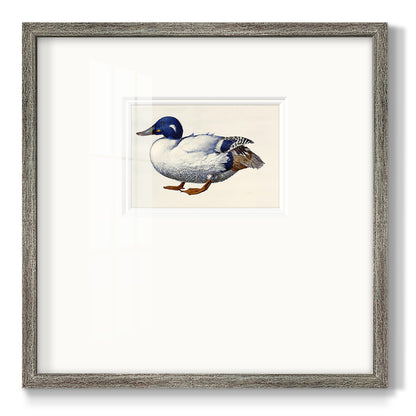 White and Blue Mallard Premium Framed Print Double Matboard