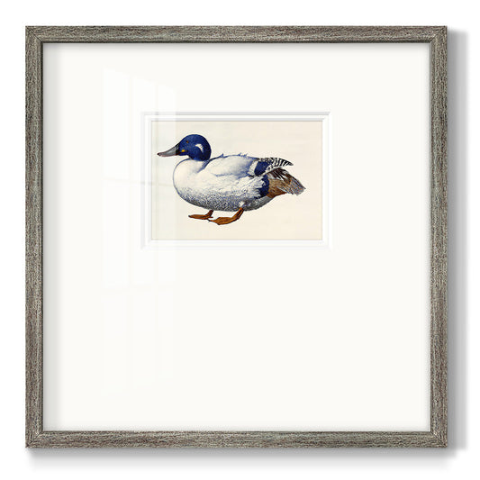 White and Blue Mallard Premium Framed Print Double Matboard