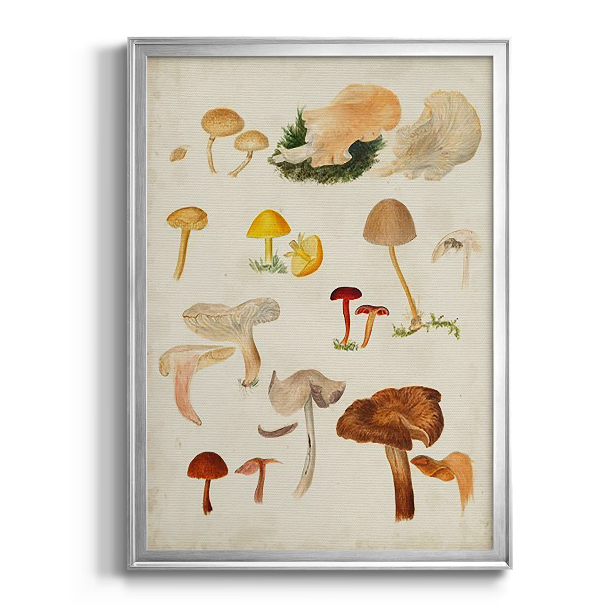 Mushroom Species XII - Modern Framed Canvas Print
