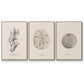 Shore Treasure Study I - Framed Premium Gallery Wrapped Canvas L Frame 3 Piece Set - Ready to Hang