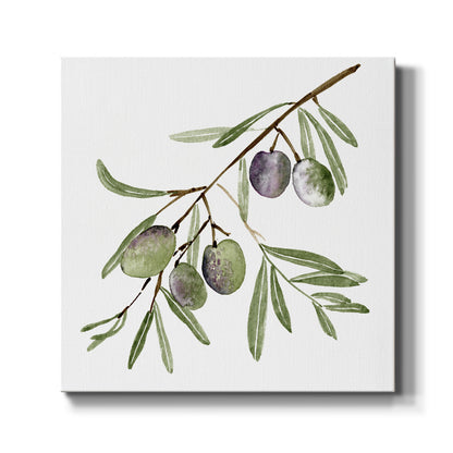 Olive Branch I - Canvas Art Print