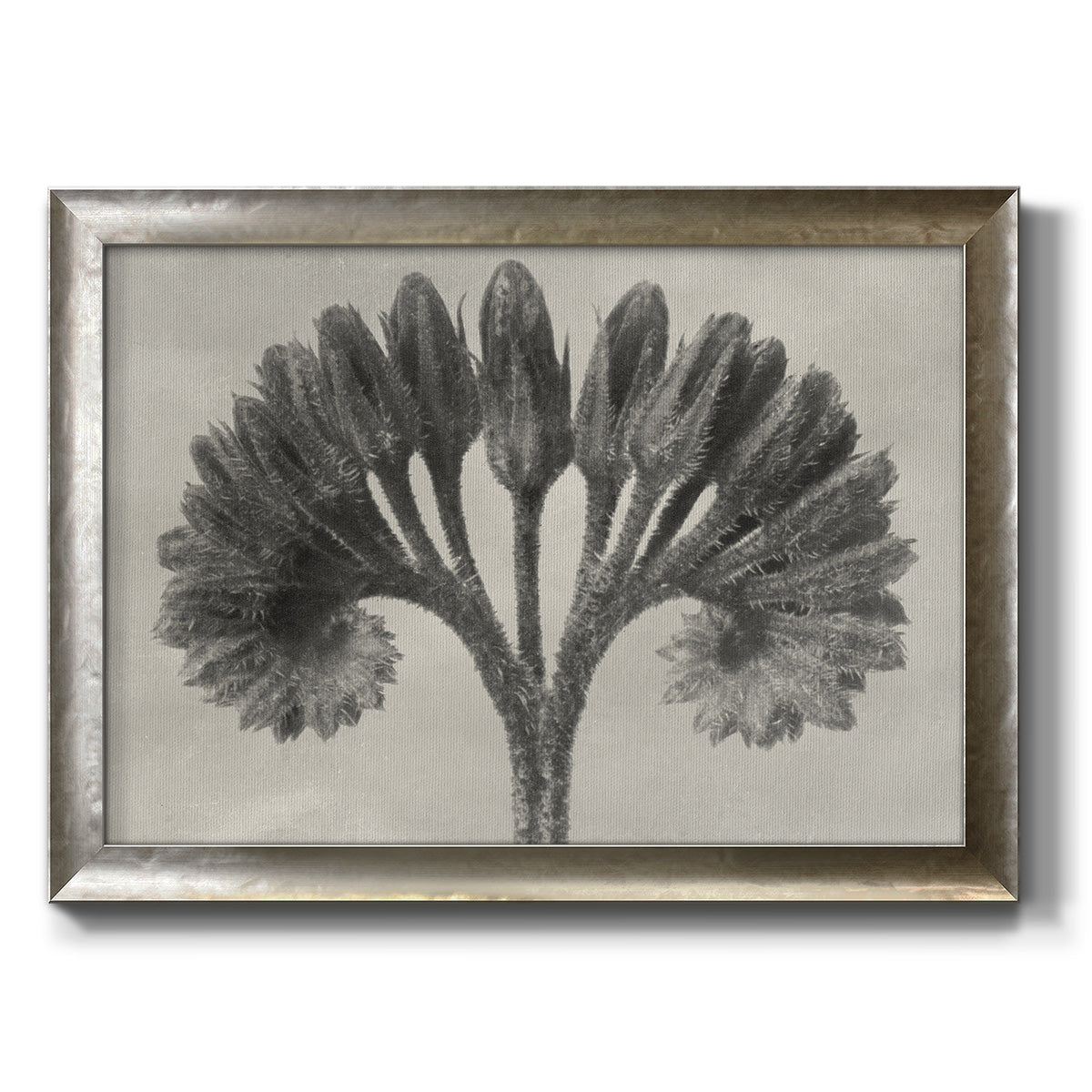 Vintage botanical plant study photograph by Karl Blossfeldt printed on canvas in an ornate mottled silver frame.